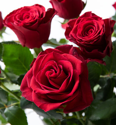 9 langstilkede røde roser